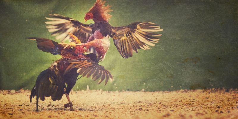 Đá Gà Cựa Dao Là Gì?